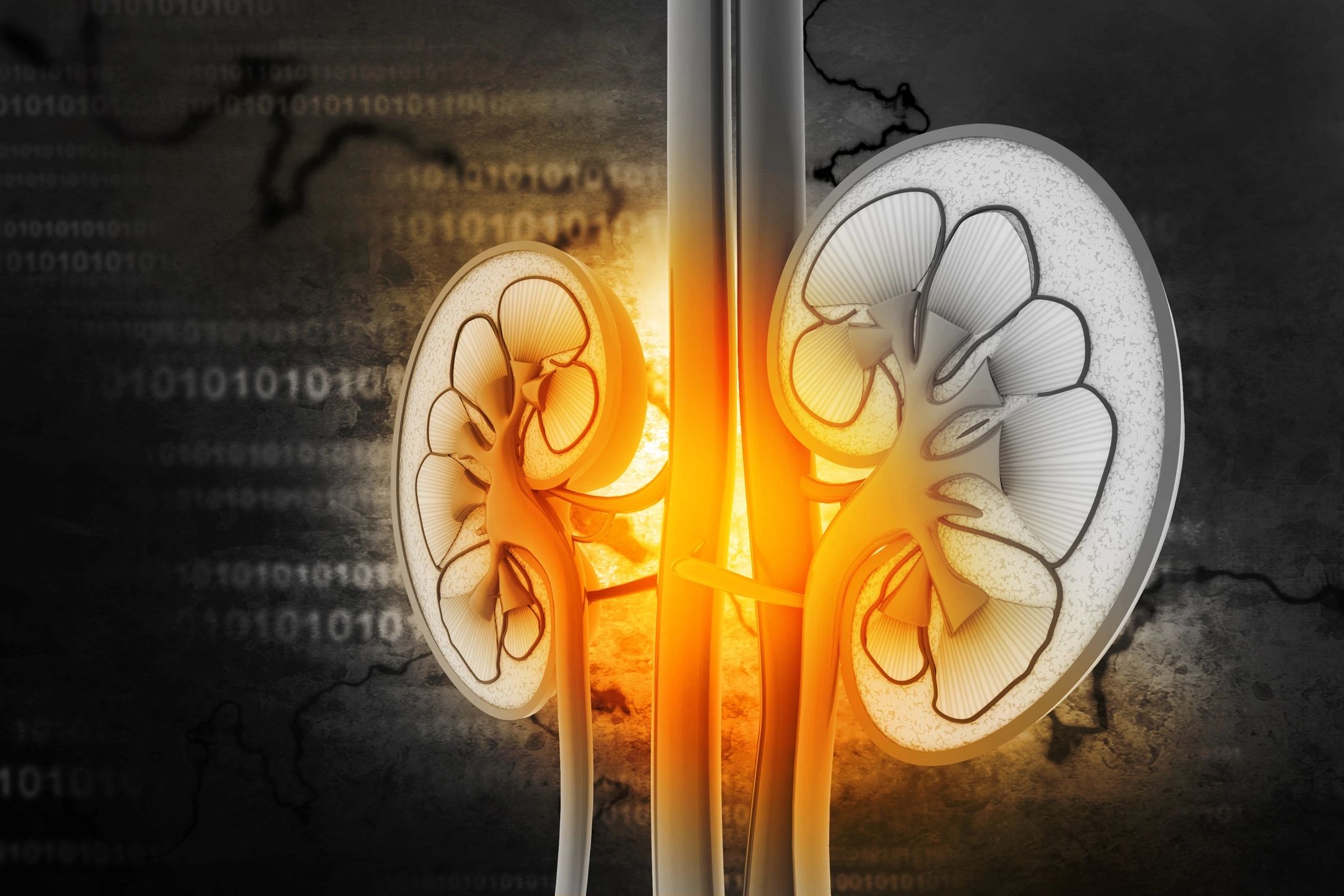 Kidneys